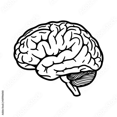 Human brain outline with transparent background