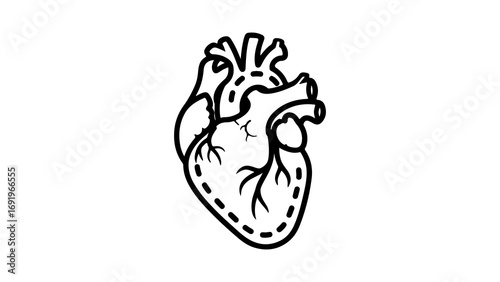 Human heart outline with transparent background