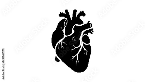 Human heart outline with transparent background