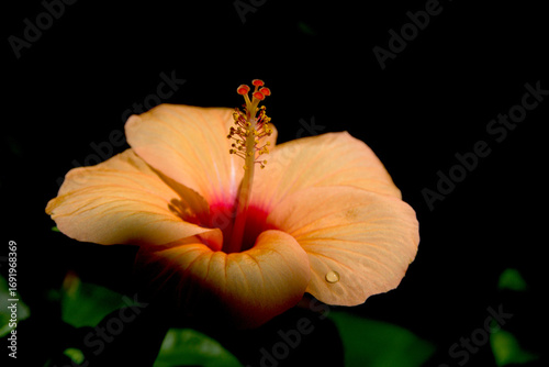 Light Orange Hibiscus Flower