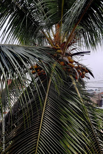 Bounteous Coconut Crop on Tree