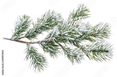 PNG Branches of pine leaves snow nature winter.