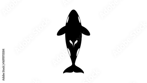 Orca whale silhouette with transparent background
