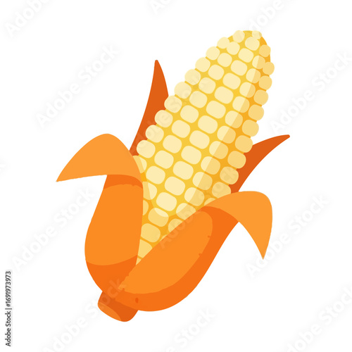 Fresh ear of corn with its husk partially peeled back to reveal golden yellow kernels for a Thanksgiving harvest theme.