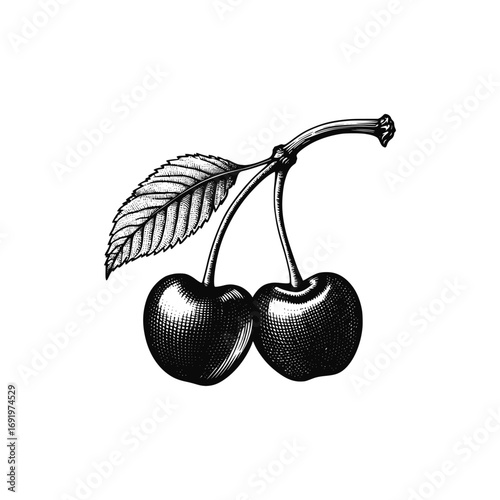 Berries with leaves vector. Vintage style cherry 
