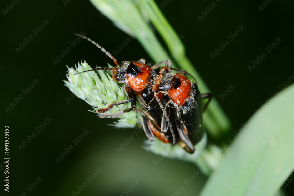 Fototapeta premium Gemeine Weichkäfer, Cantharis fusca