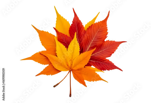 a bunch of beautiful colorful autumn leaves isolated on a transparent background