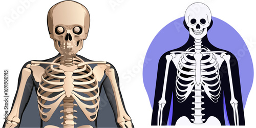 Highly detailed and anatomically accurate human skeleton standing upright in a neutral pose, viewed from the front. The skeleton should have realistic bone texture, lighting, and shading, set against 