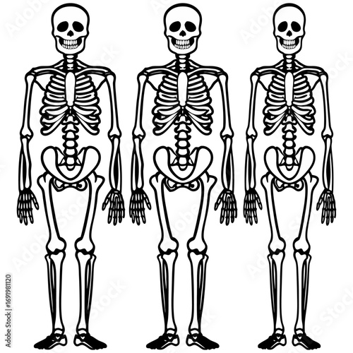 Highly detailed and anatomically accurate human skeleton standing upright in a neutral pose, viewed from the front. The skeleton should have realistic bone texture, lighting, and shading, set against 