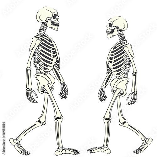 Highly detailed and anatomically accurate human skeleton standing upright in a neutral pose, viewed from the front. The skeleton should have realistic bone texture, lighting, and shading, set against 