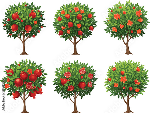 Pomegranate tree illustration set showing flowering, fruit growth, and ripening stages with lush foliage for botanical and seasonal design use