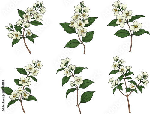 White jasmine flower branch vector set with green leaves, isolated blossoms, floral clipart for botanical design and seasonal decor