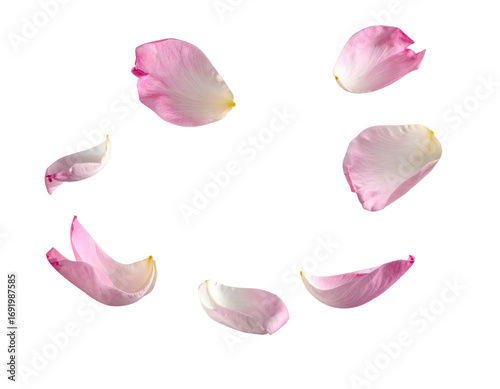 pink white flower petal flying floating in air clipping path isolated on transparent png