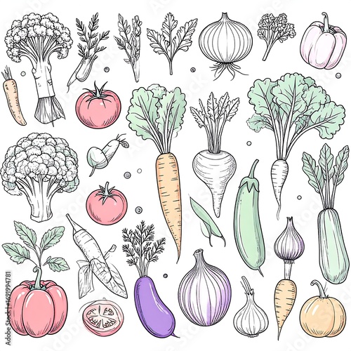Vegetable Illustration Collection