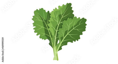 Bright green leafy vegetable, a healthy food illustration.