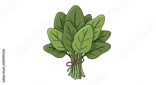 A bunch of fresh green spinach leaves tied together with a brown string on a white background.