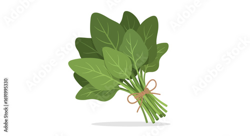 Fresh spinach bunch, tied with twine, isolated on white background.