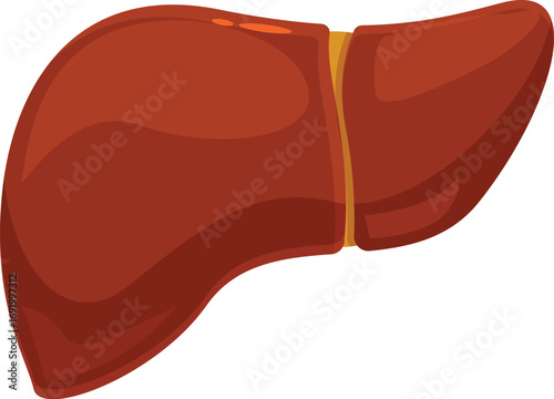 Healthy liver performing vital functions, contributing to overall health and well being