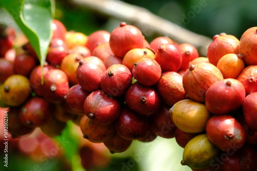 Wallpaper Mural Coffea canephora is a species of coffee plant originating from central and western sub-Saharan Africa. It is a species of flowering plant in the Rubiaceae family. Ripe coffee beans in tree branch  Torontodigital.ca