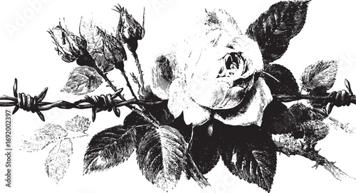 Rose with thorns, barbed wire, leaves, and buds in a monochrome vintage style. Black and white vector illustration with detailed drawing texture.
