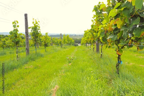 Winery, Ikeda Town, Tokachi, Hokkaido