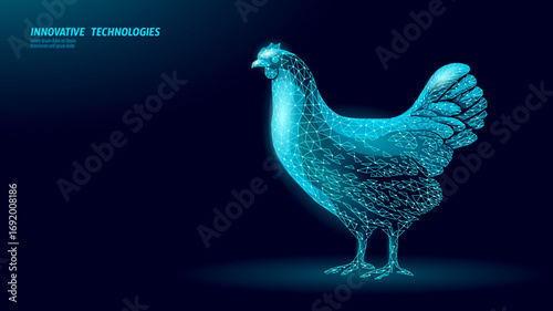 Chicken wireframe concept. Polygonal hen poultry bird livestock farm. Agriculture food technology veterinary science. Low poly digital dark blue vector.
