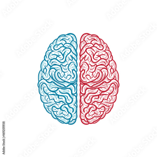 The human brain's dual nature exploring left and right hemisphere functions understanding cognition