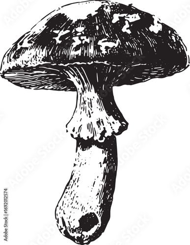 Mushroom fungus with gilled cap and stem in black and white. Detailed handdrawn vintage vector illustration with texture and outline.