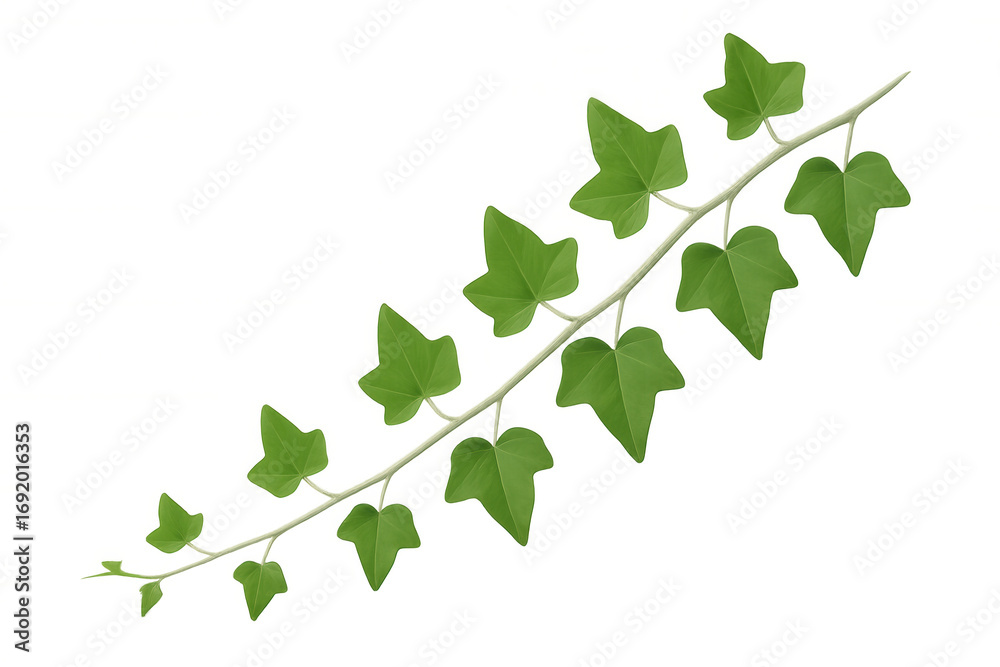Fototapeta premium Green ivy branch spreading lush leaves, isolated on transparent background, enhancing digital design with natural botanical detail