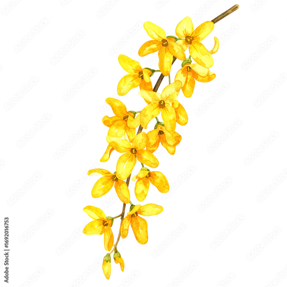 Obraz premium Watercolor Forsythia on Black