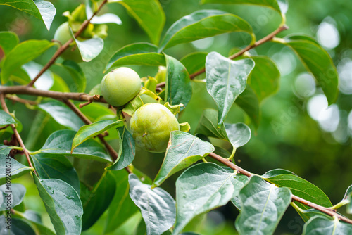 Hanging on a tree branch are beautiful green unripe persimmon fruits with large leaves with clear, numerous veins. Orchard in summer