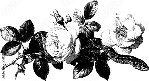 Set of snake and rose with leaves and thorns in vintage botanical style. Black and white vector illustration with hand-drawn plant and animal details.