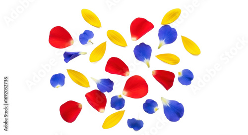 Colorful flower petals pattern