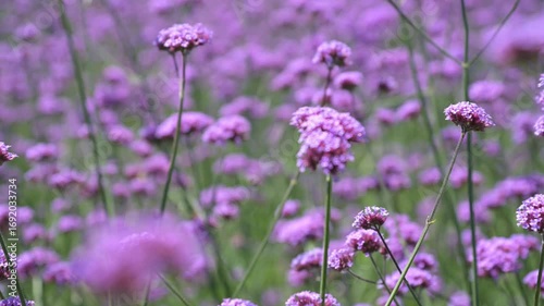 Verbena bonariensis field in summer bloom displaying vivid purple flower clusters near a park