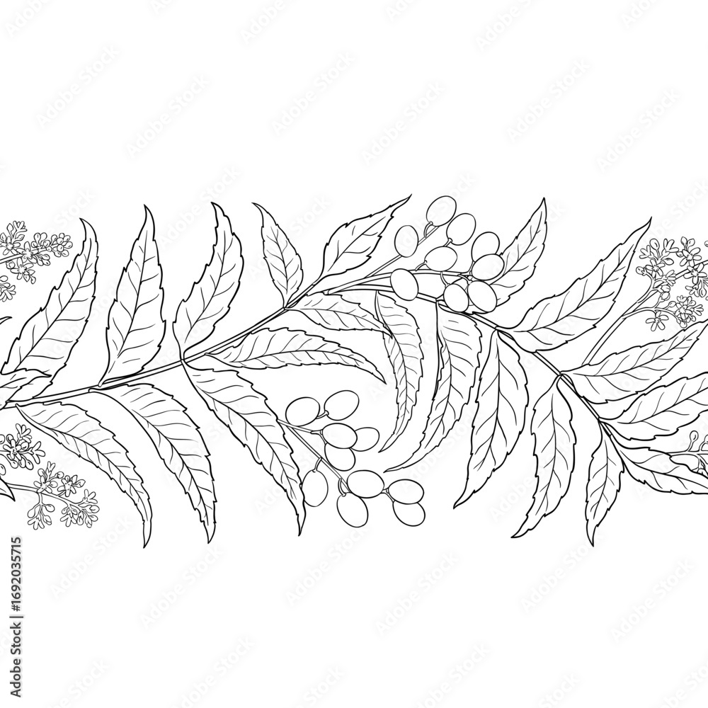 Obraz premium Neem Branch with Flowers, Berries and Leaves Outline Horizontal Seamless Pattern. Vector isolated for design or decoration.