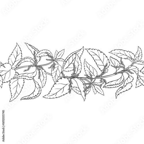 Nettle Plant with Flowers and Leaves Outline Horizontal Seamless Pattern. Vector isolated for design or decoration.