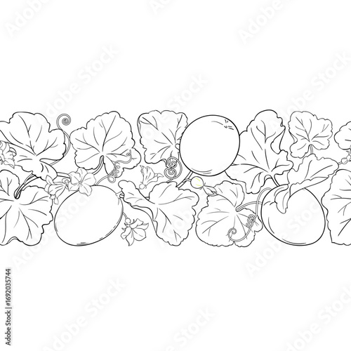 Melon Plant with Flowers, Fruits and Leaves Outline Horizontal Seamless Pattern. Organic natural nutritional healthy food ingredient, vegetarian diet product. Vector isolated for design or decoration.