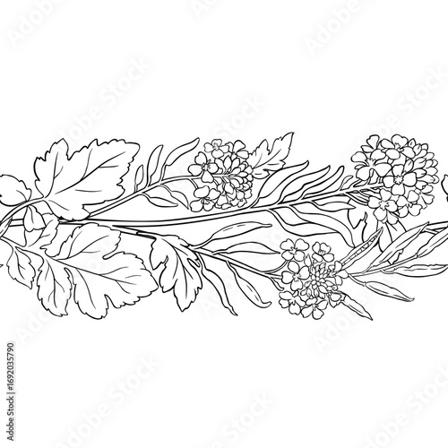 Mustard Plant with Flowers and Leaves Outline Horizontal Seamless Pattern. Organic natural nutritional healthy food ingredient, vegetarian diet product. Vector isolated for design or decoration.