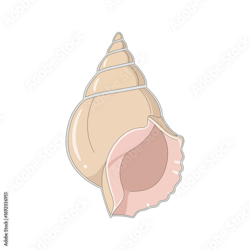 Elegant Conch Shell Illustration with Spiraled Design and Smooth Texture