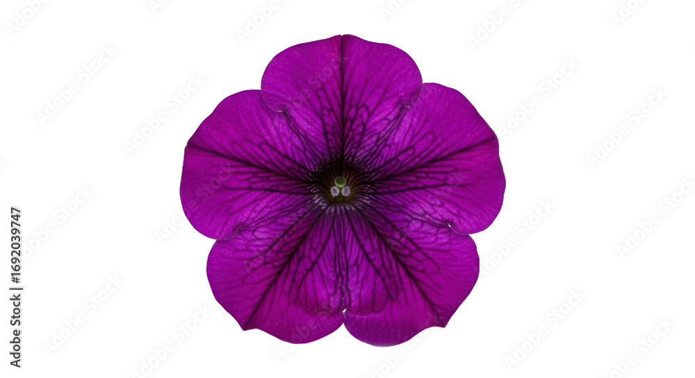 Naklejka premium Detailed purple flower image