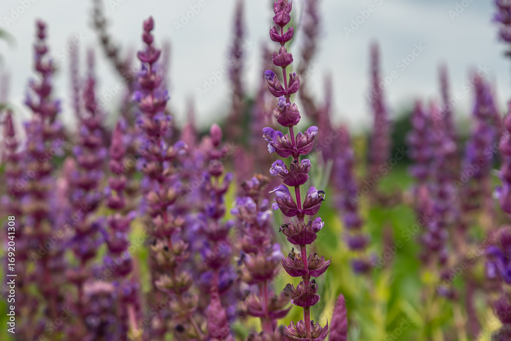 Obraz premium Salvia nemorosa blooms in a lush garden during early summer showcasing vibrant purple flowers attracting pollinators