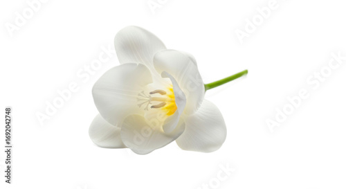 Elegant white flower studio shot