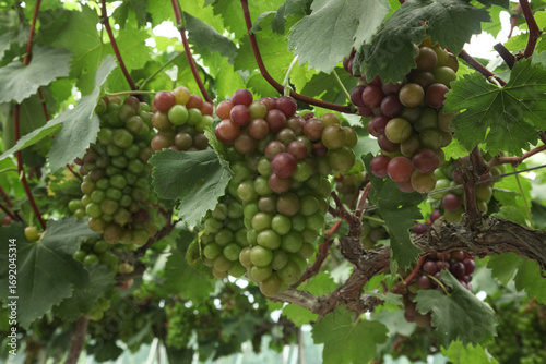 Wallpaper Mural Bountiful Purple and Green Grapes Growing on Vines in Xinjiang Vineyards During Harvest Season Torontodigital.ca
