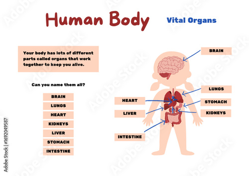 anatomy of the human body