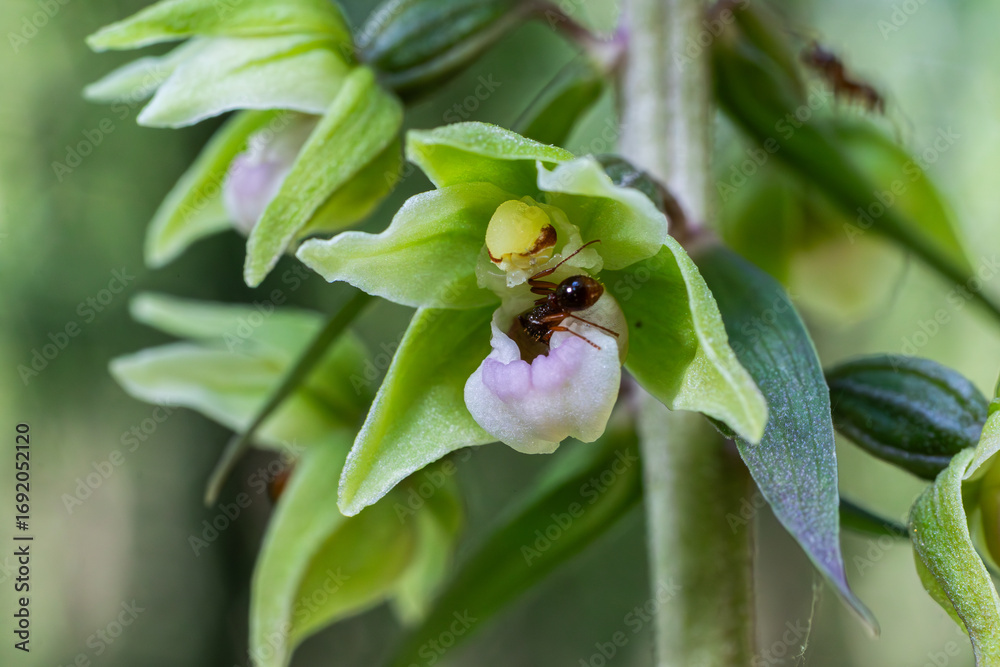 Obraz premium Forest habitat showcases Epipactis purpurata a woodland orchid with pale green flowers attracting insects in spring