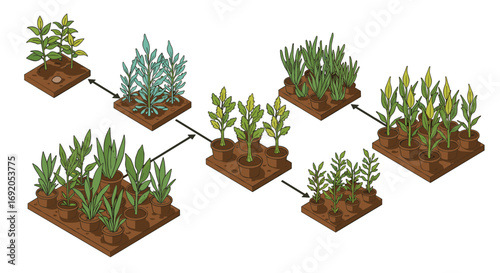 Isometric plant growth chart with different stages of vegetation