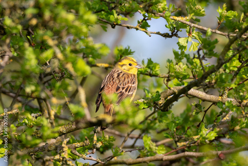 Yellowhammer in a Tree