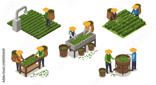 Farmers processing tea leaves in an isometric agricultural scene featuring traditional methods