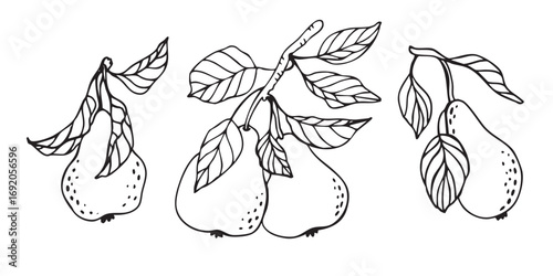 Vector linear set of three various pear branches. Hand drawn in doodle style. Healthy food, lyfestyle, logo icon, packaging, stickers, colouring, branding.