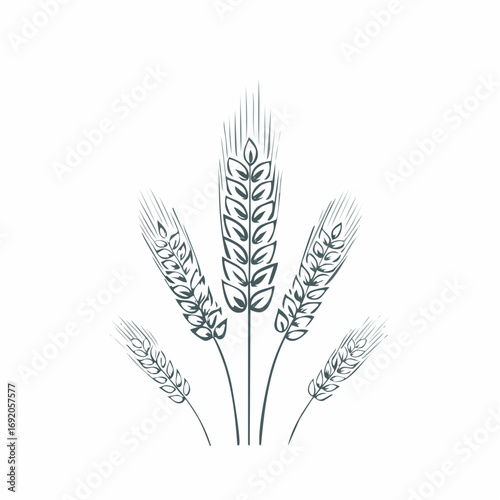 Stylized illustration depicting a bunch of ripe wheat ears, representing the fundamental concept of natural grain, agricultural harvest, and healthy food production